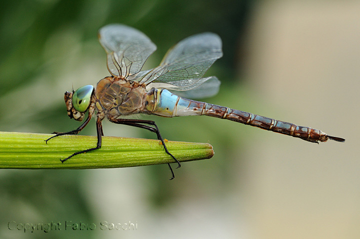 Anax parthenope femmina